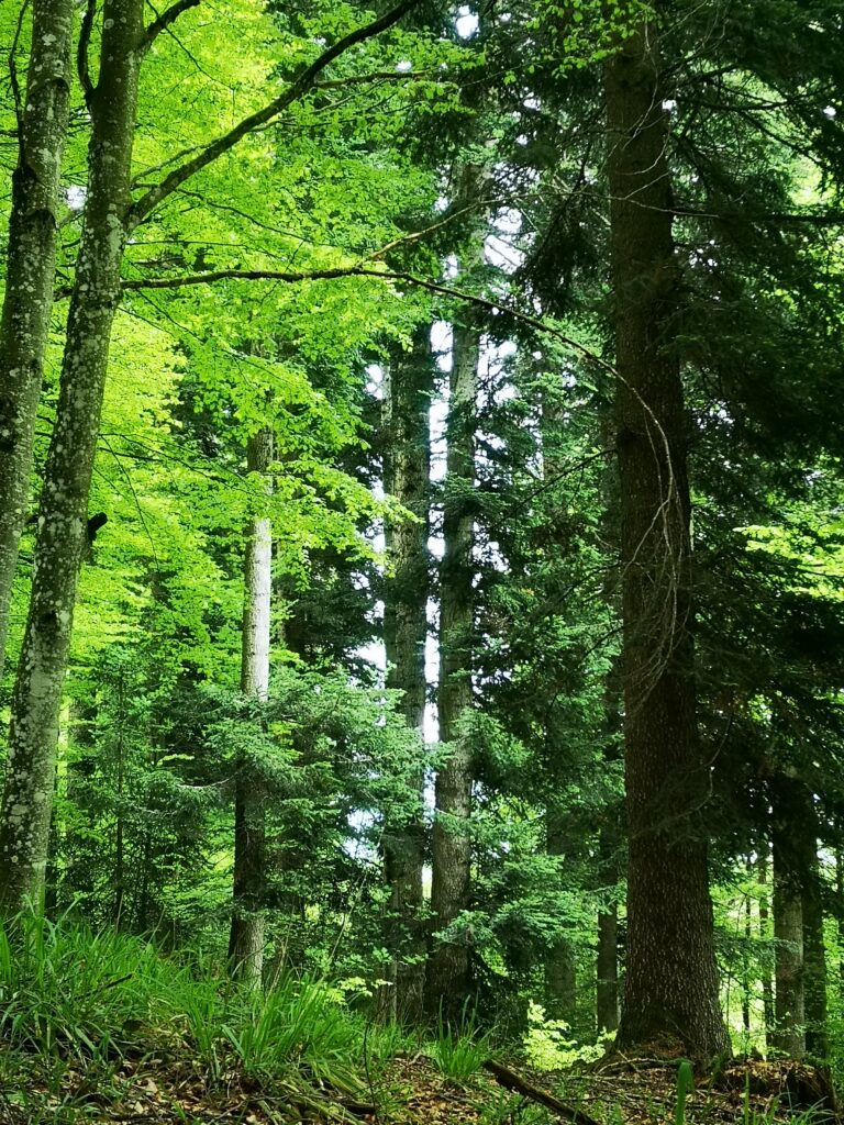 Waldbild